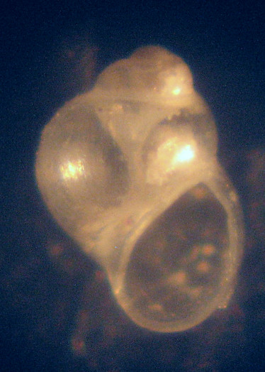 Rissoella inflata